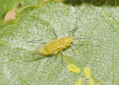 Chromaphis juglandicola