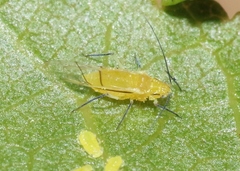 Chromaphis juglandicola