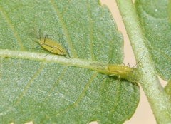 Chromaphis juglandicola