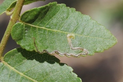 Stigmella longisacca