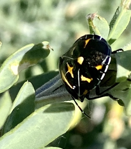 iNaturalist observation photo of Harlequin Bug