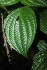 Miconia trichocalyx