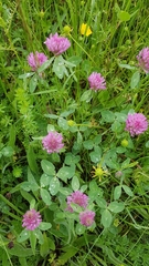 Trifolium pratense
