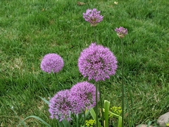 Allium giganteum