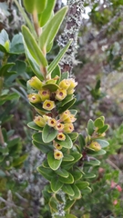 Plutarchia guascensis