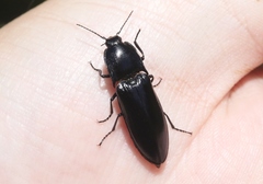 Melanactes densus