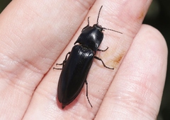 Melanactes densus