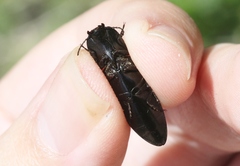 Melanactes densus