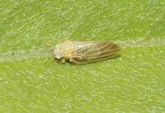 Amorphicola amorphae