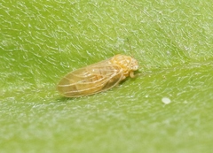 Amorphicola amorphae