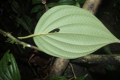 Miconia trichocalyx