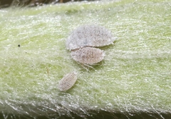 Phenacoccus peruvianus