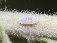 Phenacoccus peruvianus