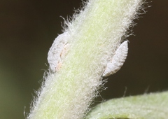 Phenacoccus peruvianus