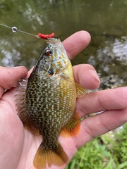 Lepomis gibbosus × cyanellus