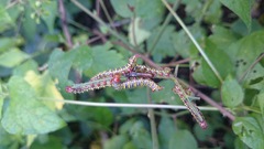 Didugua argentilinea