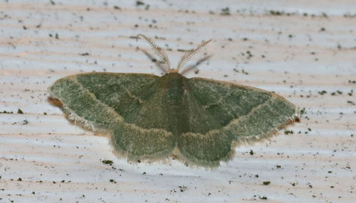 Thin-lined Emerald photo 5