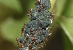 Aphis sambuci