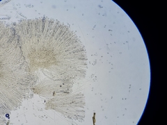 Chaetothiersia vernalis