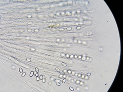 Chaetothiersia vernalis