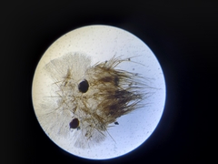 Chaetothiersia vernalis