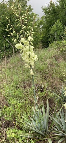 Yucca pallida