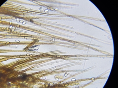 Chaetothiersia vernalis