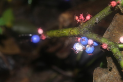 Miconia trichocalyx