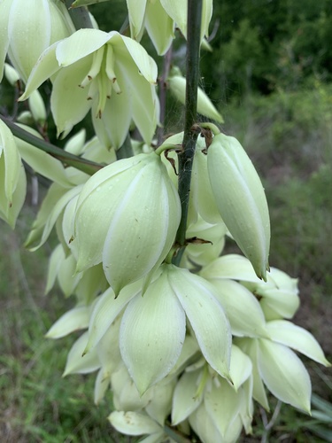 Yucca pallida