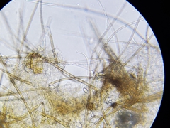 Chaetothiersia vernalis