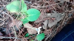 Viola grahamii