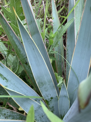 Yucca pallida