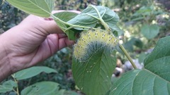 Eacles imperialis decoris