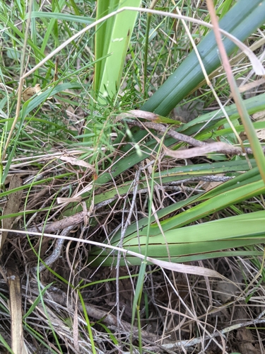 Image of Dianella brevipedunculata by no rights reserved