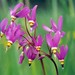 Primula pauciflora pauciflora - Photo (c) mhays,  זכויות יוצרים חלקיות (CC BY-NC), הועלה על ידי mhays