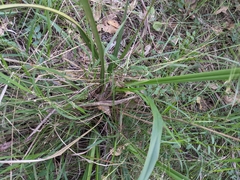 Dianella brevipedunculata