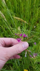Vicia sativa