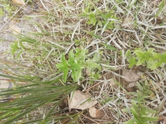 Mentha cervina
