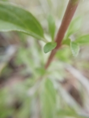 Mentha cervina