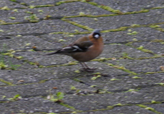 Fringilla coelebs