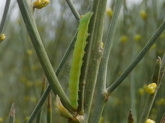 Anthocharis cardamines