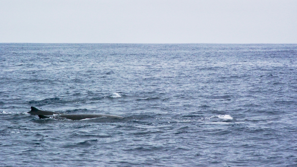 Baird's beaked whale breaking the surface with its dorsal fin showing