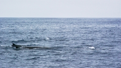 Berardius bairdii