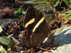Abisara fylla