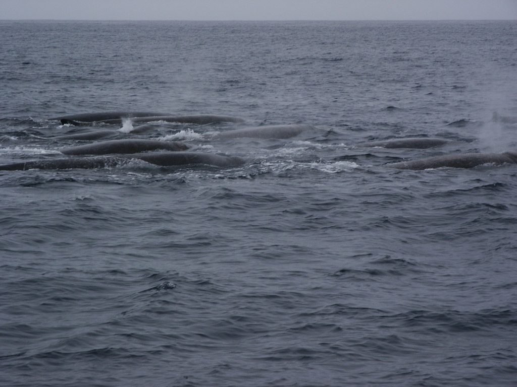 Group of Baird's beaked whales close together at the surface off Monterey