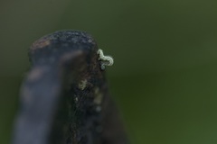 Operophtera fagata