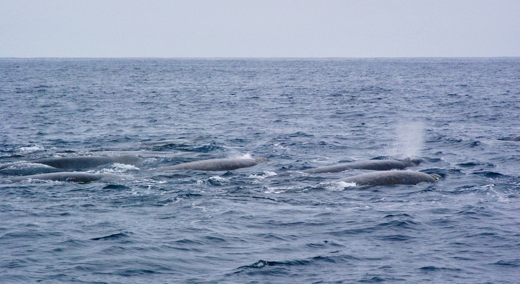 Baird's Beaked Whale