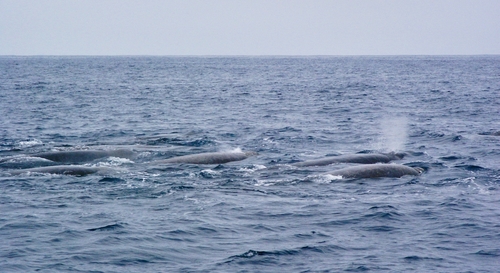 Berardius bairdii
