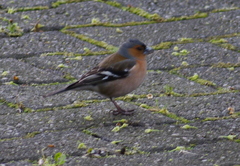 Fringilla coelebs