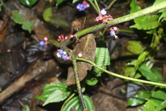 Miconia trichocalyx